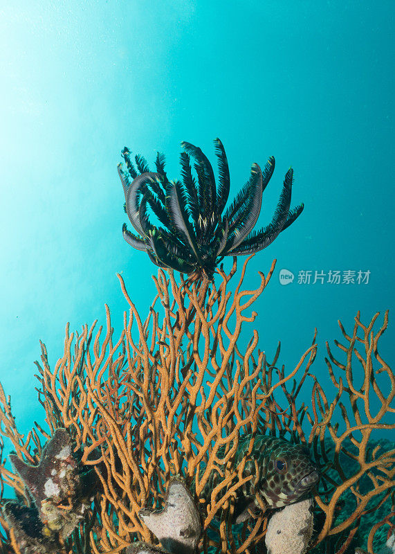 珊瑚礁上的水下羽状海星(海百合)