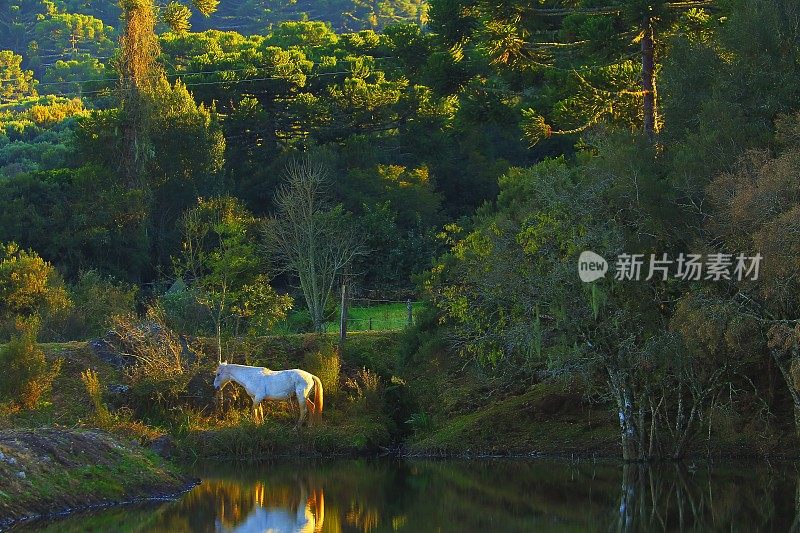 梦幻般的孤独的白马在童话般的风景与湖泊和南北极松树在日出，巴西南部