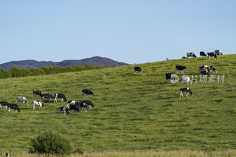 在山坡上吃草的奶牛