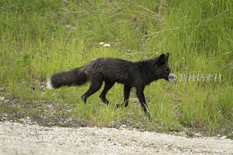 加拿大育空地区道森市沿着克朗代克高速公路狩猎的黑红狐狸