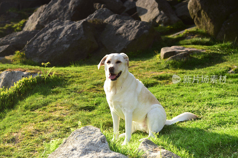 峰区拉布拉多寻回犬