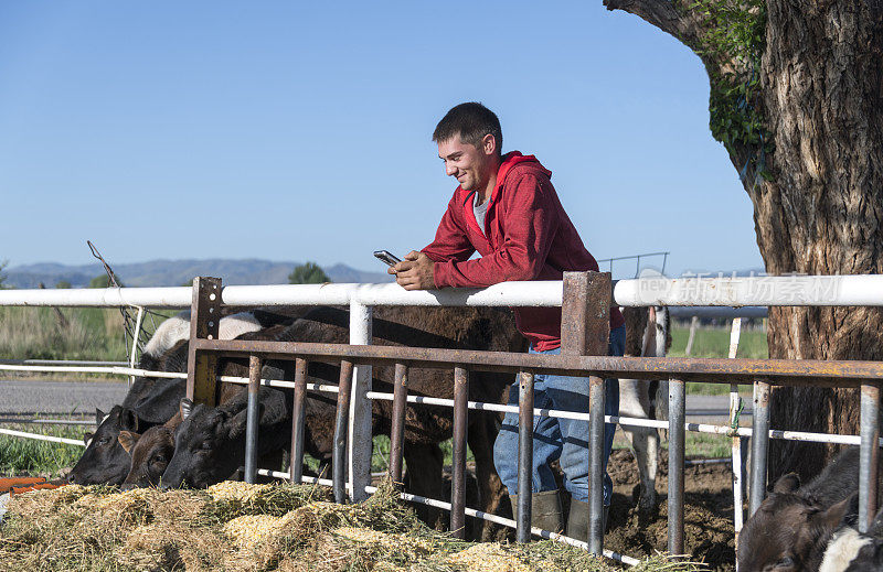 年轻的农民靠在篱笆上，微笑地看着短信，而他的牛正在吃东西