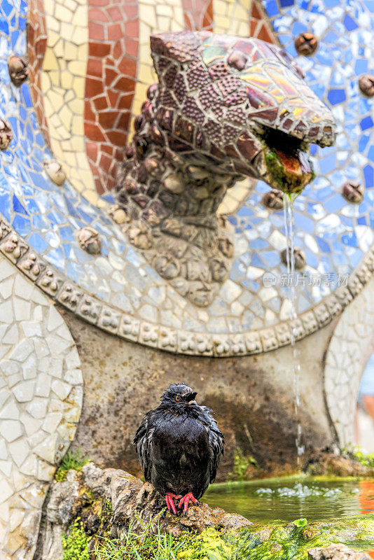 鸽子和马赛克蛇高迪的公园奎尔，巴塞罗那