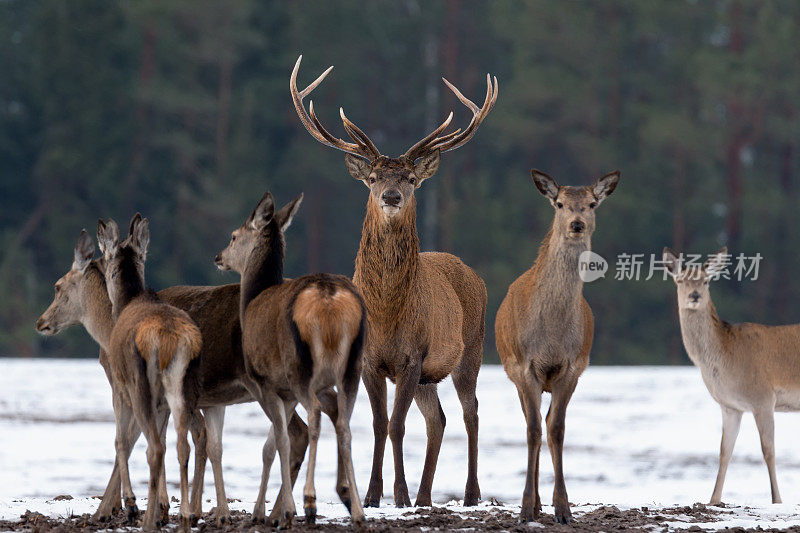 成年大鹿(麋鹿)，专注的深度，周围的鹿群。高贵的马鹿，站在白俄罗斯的森林里。鹿的肖像，看着你在冬天的时间。白俄罗斯