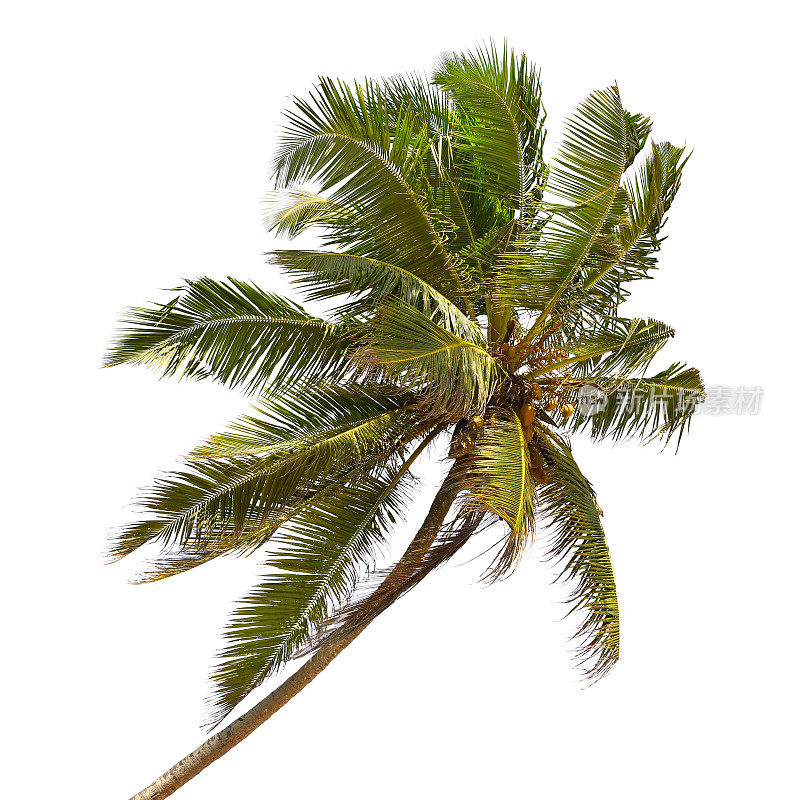 倾斜的椰树