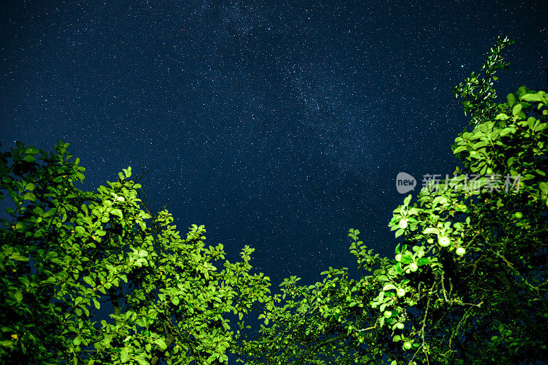 深蓝色的夜空，树上有许多星星。