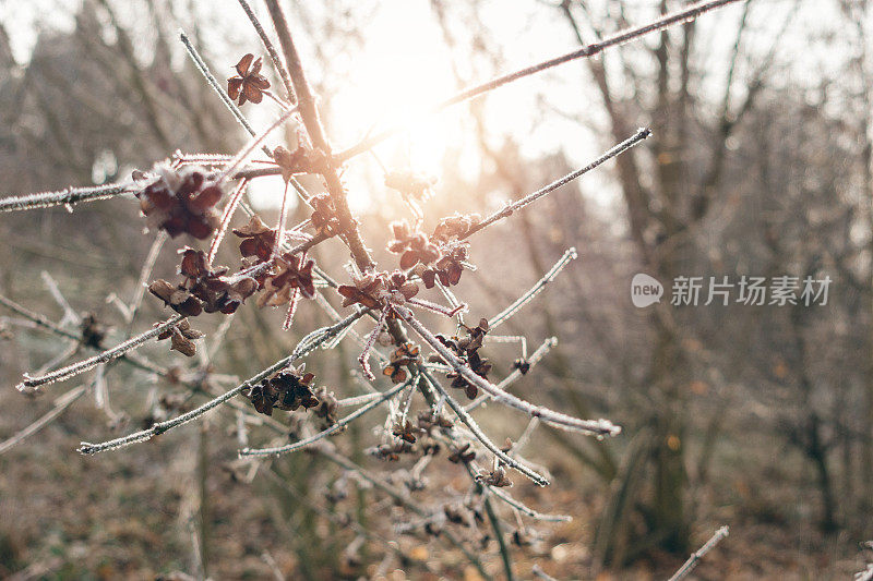 冬天阳光照耀下的干花