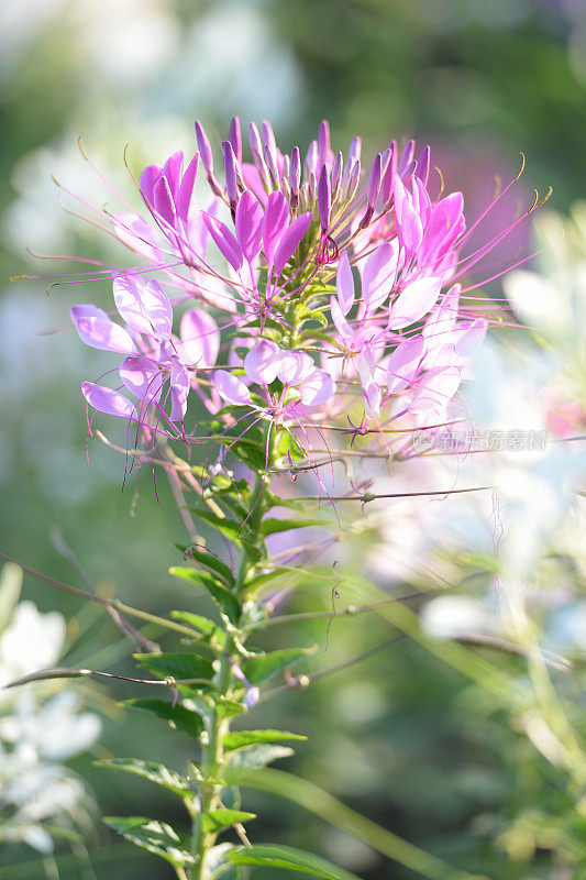 带刺的spiderflower