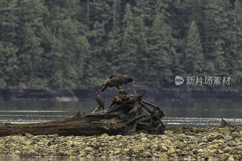 正在吃浮木的未成熟的秃鹰