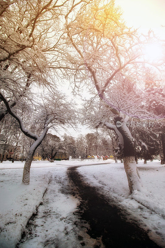 公园小路，树路，冬天