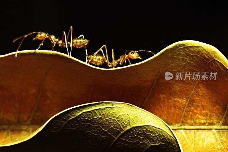 2只蚂蚁在弯曲干燥的棕色叶子上。