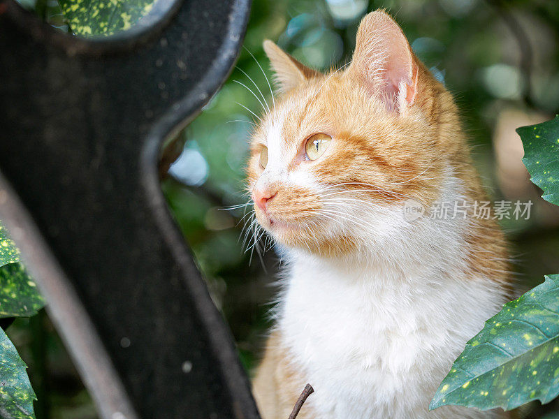 一只黄条纹猫的肖像藏在草丛中，表情警觉。