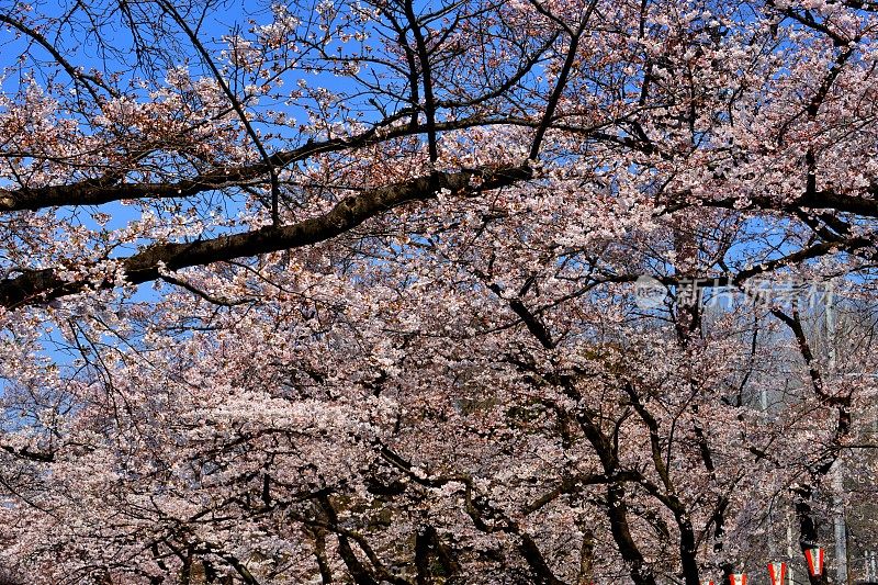 东京上野公园的樱花