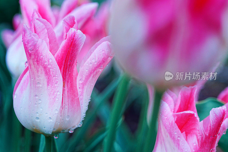 郁金香的雨滴