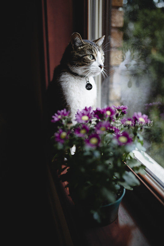猫坐在窗台上和花