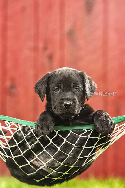一只黑色的拉布拉多小狗在外面的吊床上休息——5周大