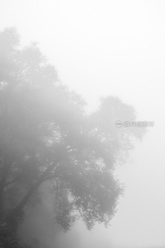 浓雾天气阴森森的悬在树上