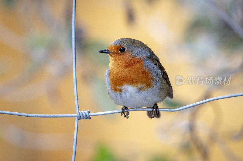 欧洲罗宾(红心rubecula)