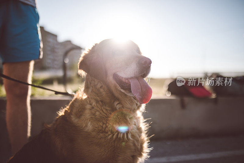 漂亮的金毛猎犬用宠物皮带牵着