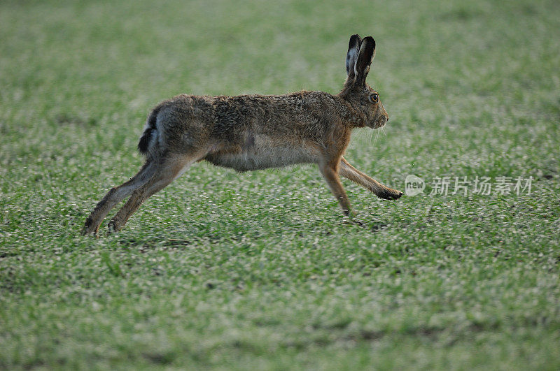 奔跑的棕色野兔