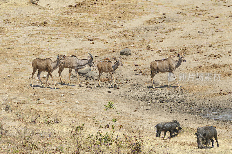 大羚羊群行走在津巴布韦万基国家公园