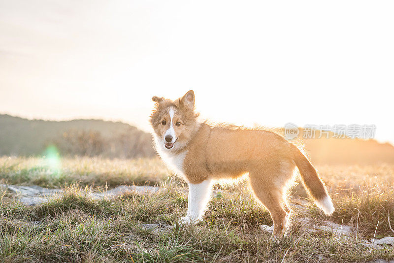 设得兰牧羊犬小狗的肖像