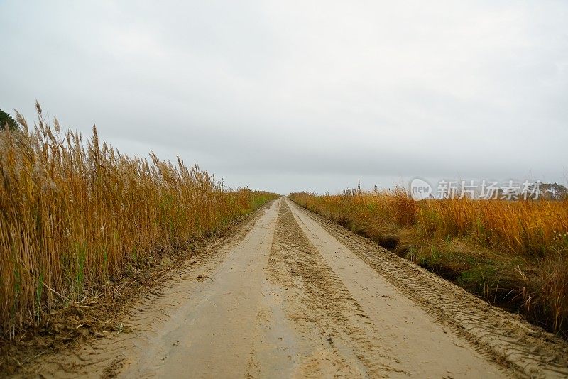 沙路在沼泽到海滩