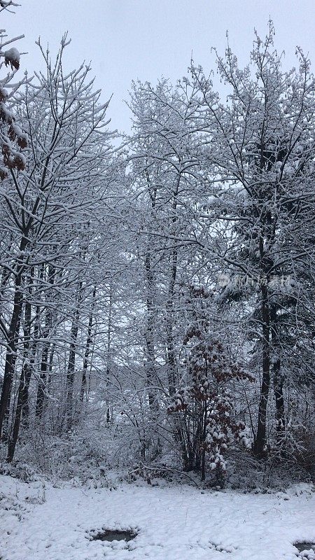 森林里今年的第一场雪