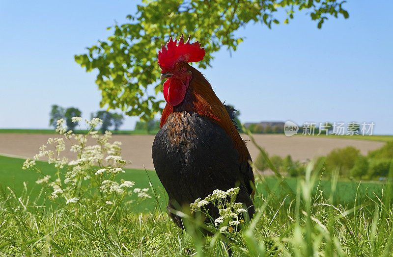 骄傲的公鸡-自由放养鸡在有机农场