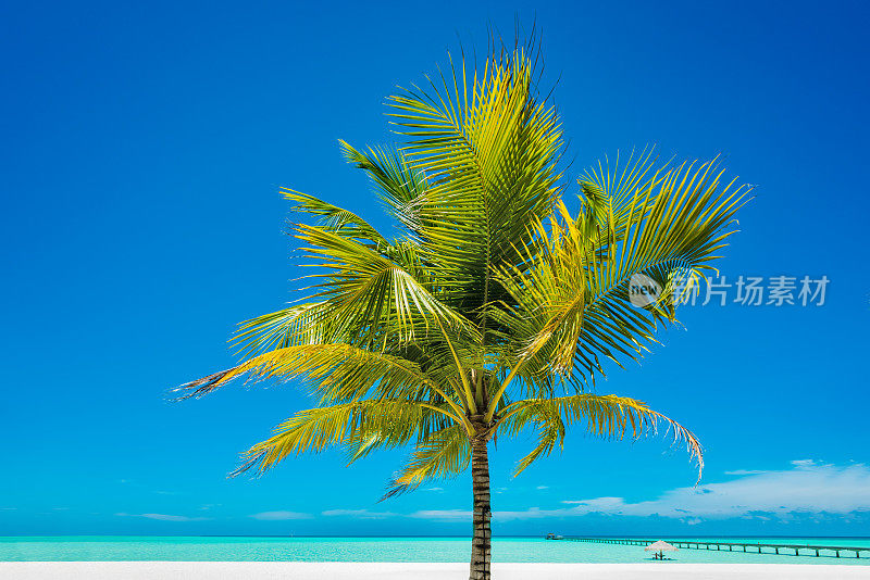 马尔代夫南阿里环礁迪夫西度假岛的热带天堂