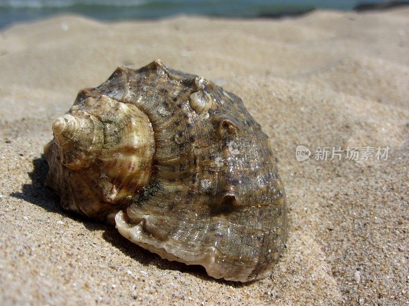 潮湿的沙滩上的贝壳特写