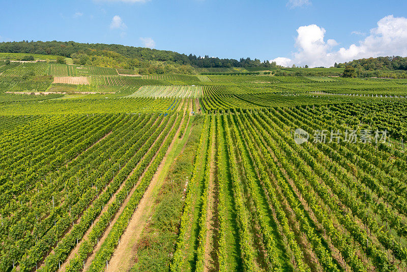 葡萄园在低森林纪念碑纪念碑Rüdesheim，德国