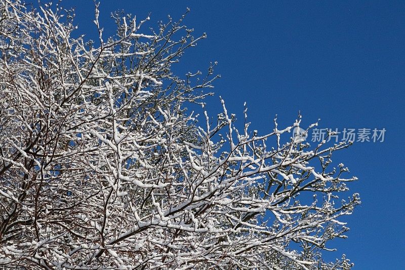 冬天里白雪覆盖的树木映衬着蓝天与空白