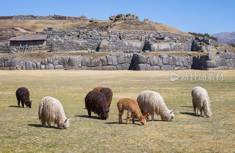 在秘鲁库斯科附近Sacsayhuamán的大羊驼群