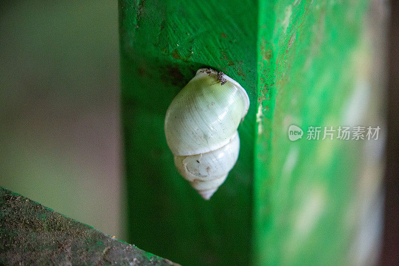 马来西亚:在kinabahand吃零食