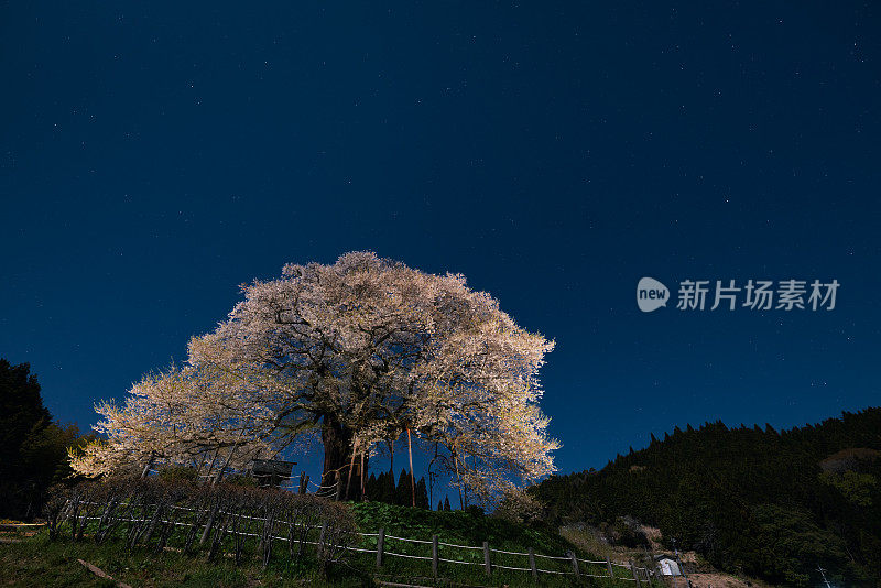 樱花盛开