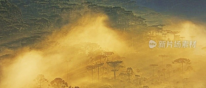 在雾蒙蒙的黎明，巴西南部格兰德郡格兰多附近的草地和南洋芹景观