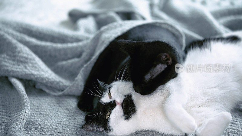 猫咪们在舒适的毯子上互相玩耍