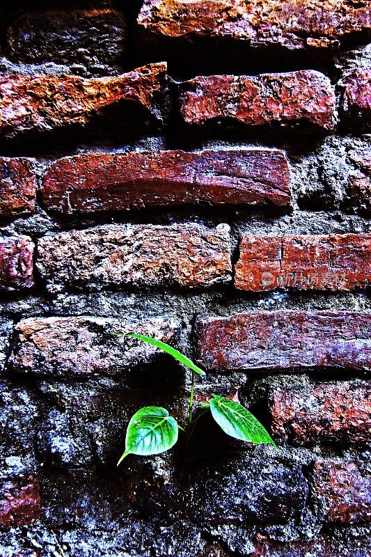 小树长在砖墙上。