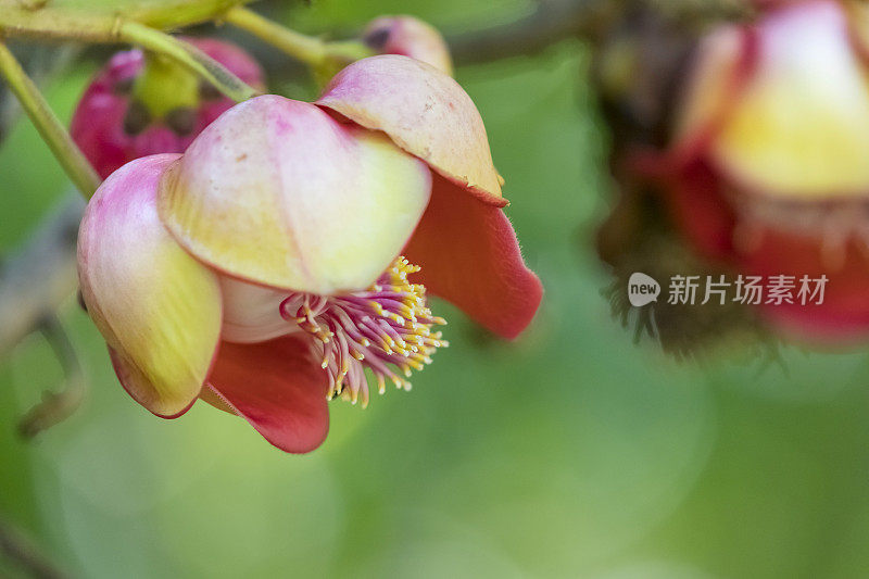 巴西热带雨林中的一棵带花的炮弹树