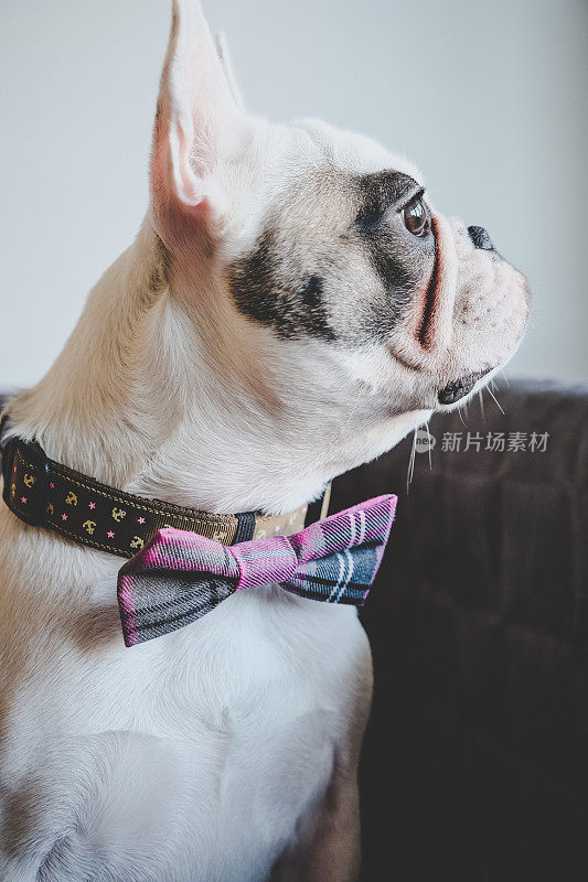 一只戴着领结的法国斗牛犬小狗的肖像