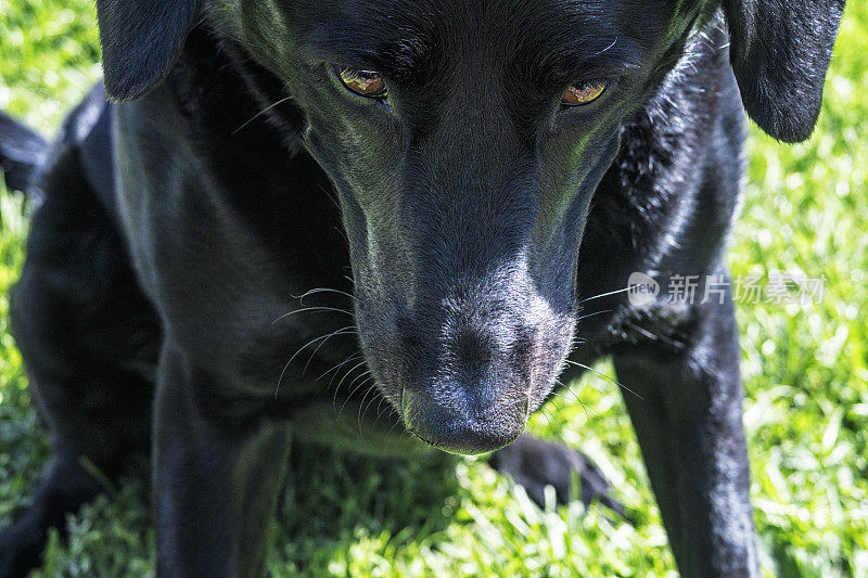 黑色拉布拉多猎犬的鼻子特写