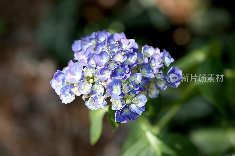 绣球花的植物