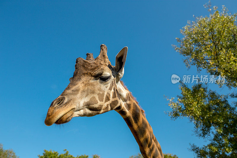 一个可爱的长颈鹿特写肖像，长颈鹿，单长颈鹿肖像