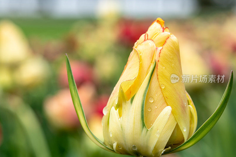 在加拿大郁金香节在专员公园，加拿大渥太华的雨滴单郁金香特写