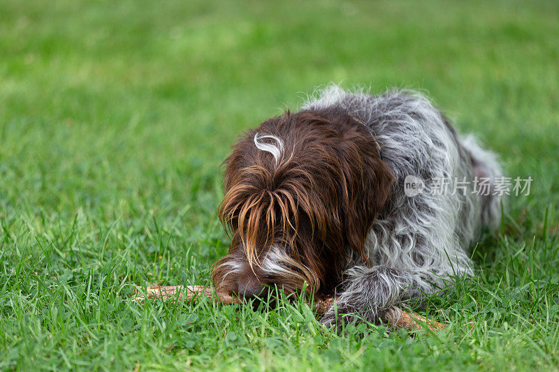 毛茸茸的狗在草地上玩棍子