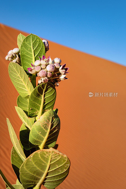 北非摩洛哥，切比沙漠，被称为“索多玛的苹果”