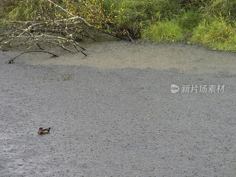 俄勒冈州池塘草海岸和鸭子上的暴雨