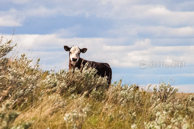 黑色和白色的小牛站在草山上