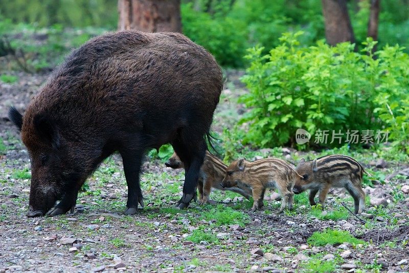 野猪新秀